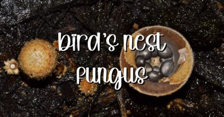 How does the birds nest fungus discharge its spores