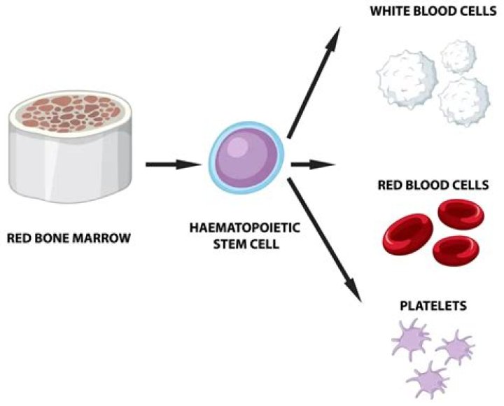 How does the body make white blood cells