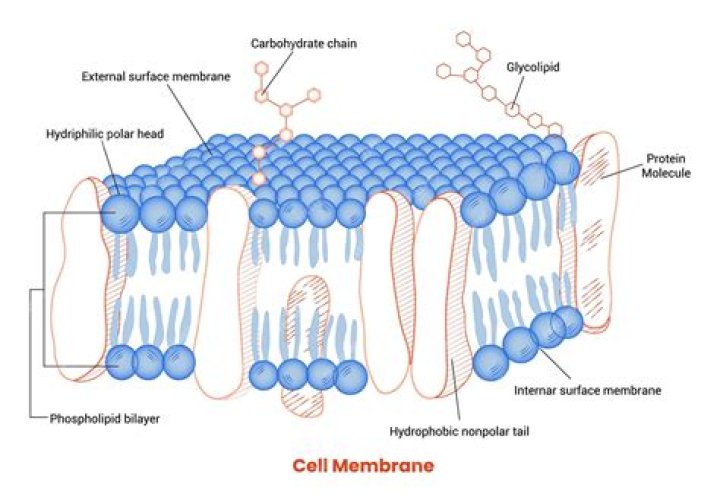How does the cell membrane increase its surface area