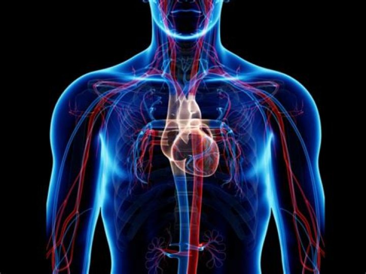 How does the circulatory system interact with the muscular system