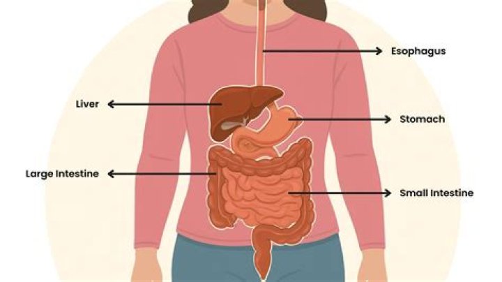How does the digestive system work step by step