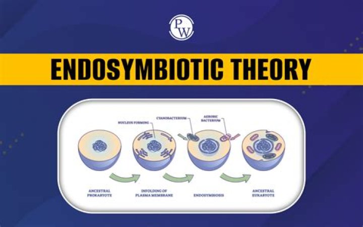 How does the Endosymbiotic theory differ from the autogenic theory