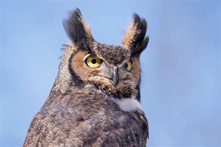 How does the great horned owl protect itself
