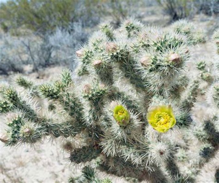 How does the jumping cholla survive in the desert