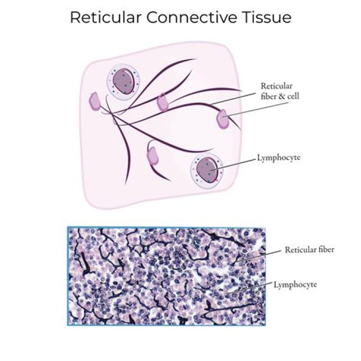 How does the name connective tissue reflect its function