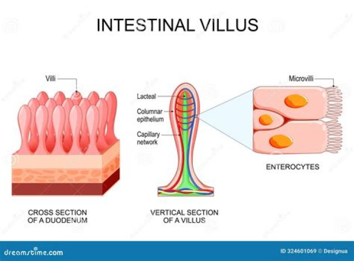 How does the shape of the villi speed absorption
