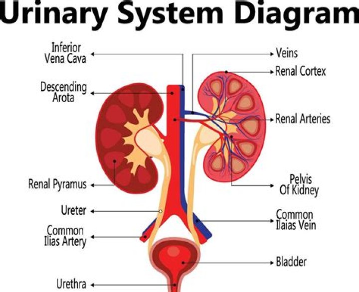 How does the urinary system work with the circulatory system