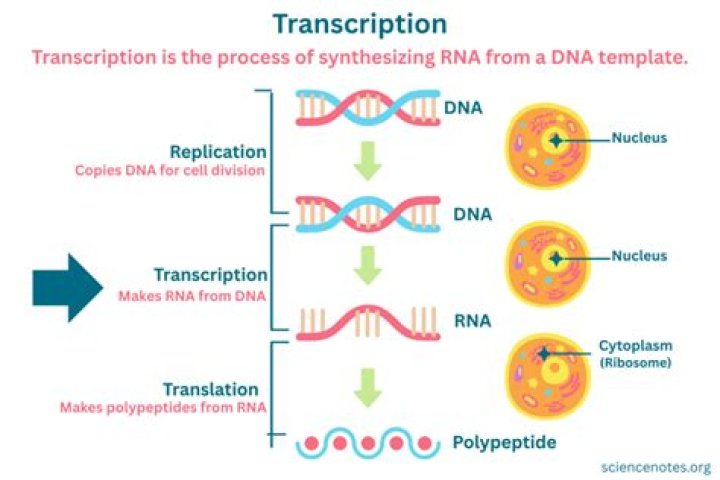 How does transcription work in biology