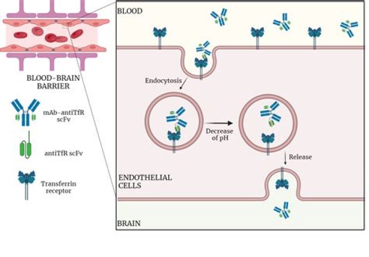 How does transferrin enter the cell