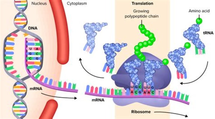 How does translation lead to the production of a polypeptide