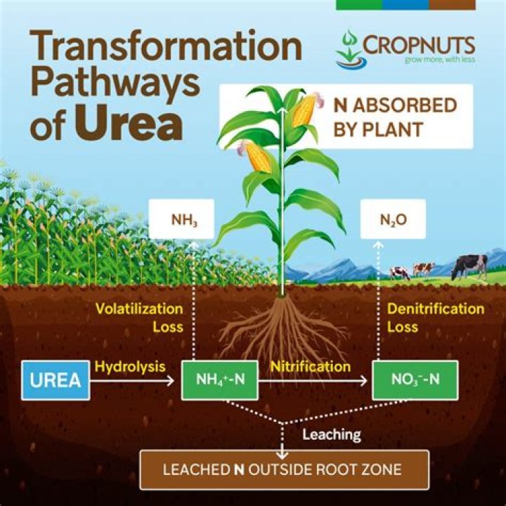 How does urea help plants grow