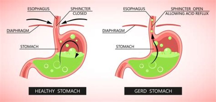 How does wine help your stomach