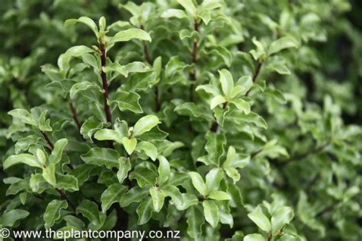 How far apart do I plant Pittosporum Tenuifolium