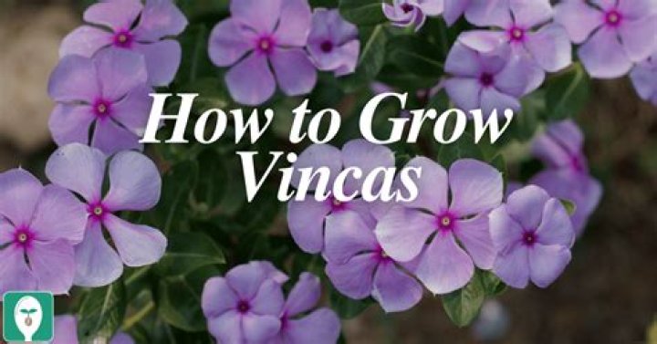How far apart do you plant vincas