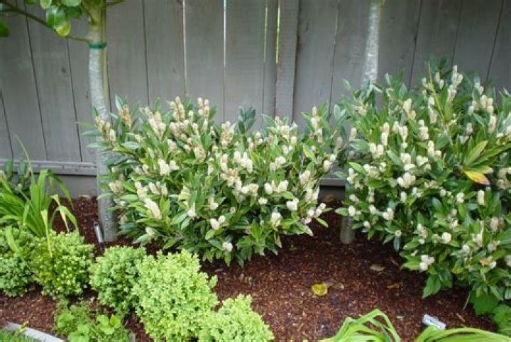 How far apart should you plant Otto Luyken laurel