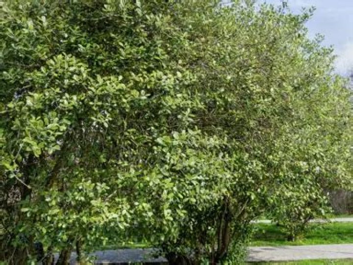 How fast do feijoa trees grow