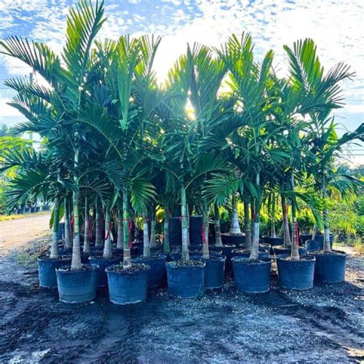 How fast do king palm trees grow