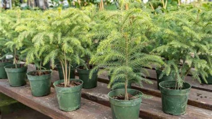 How fast do Norfolk pine trees grow