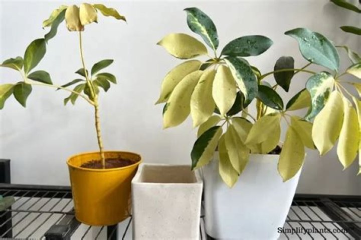 How fast do schefflera grow