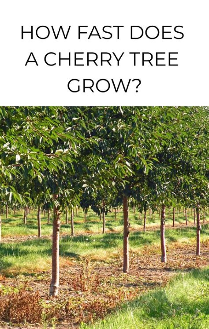 How fast does a cedar tree grow