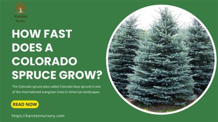 How fast does a white pine grow