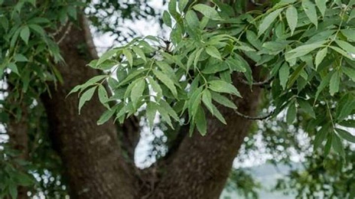 How fast does ash tree grow