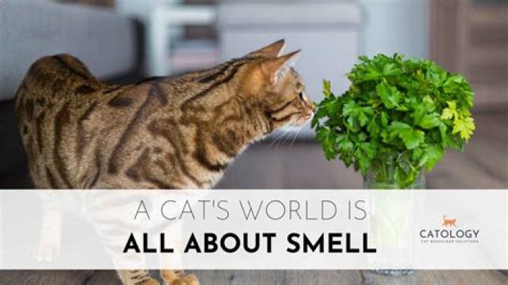 How good is a Tigers sense of smell