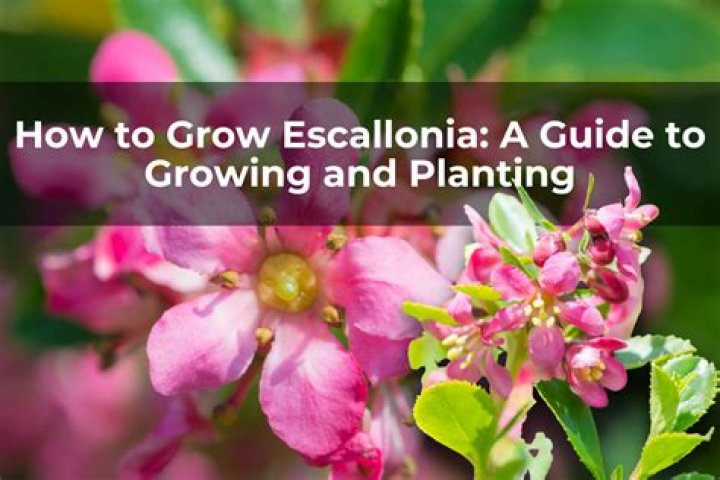 How high does Escallonia grow