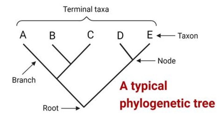 How is a phylogenetic tree created