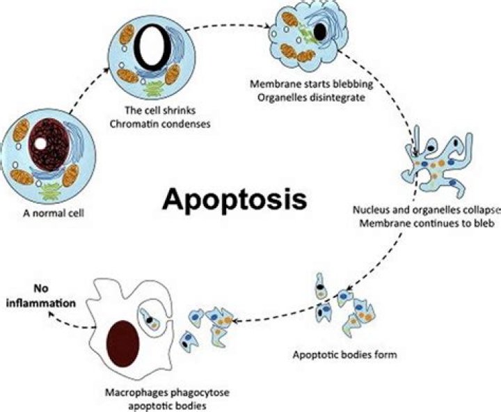 How is apoptosis triggered
