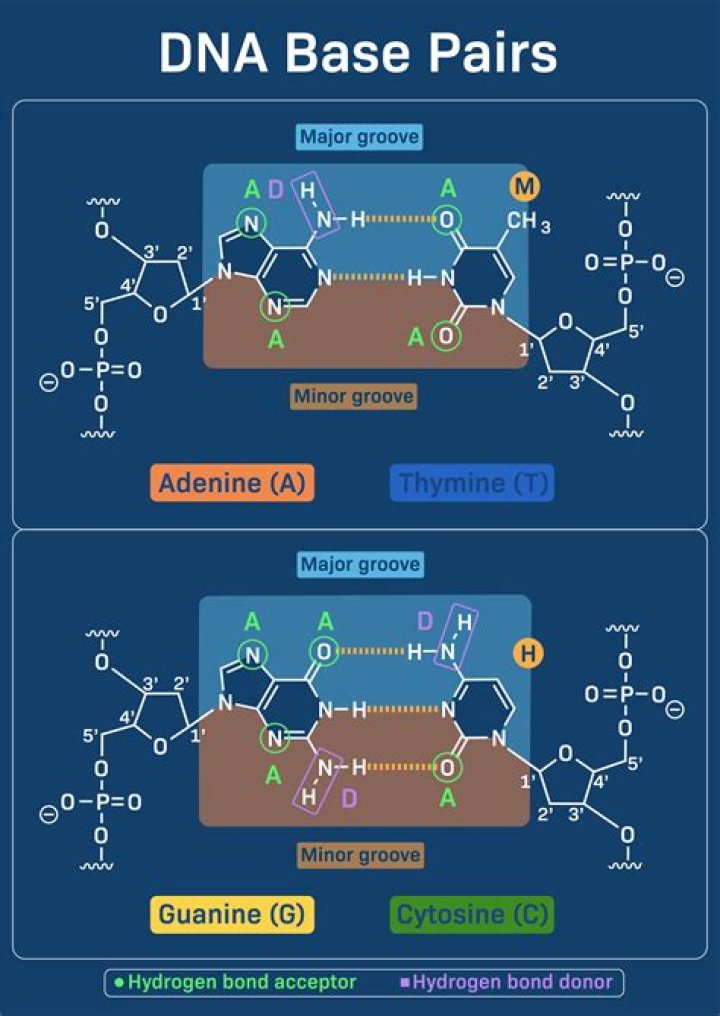 How is base pairing different in RNA