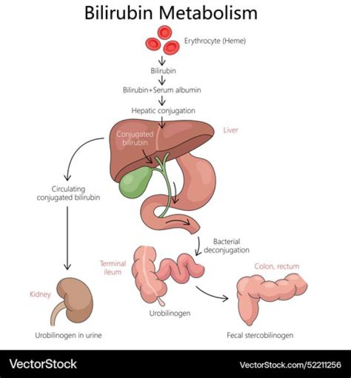 How is bilirubin metabolized