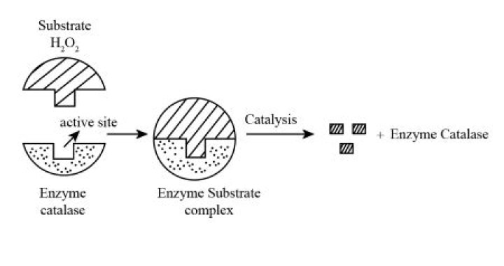 How is catalase produced