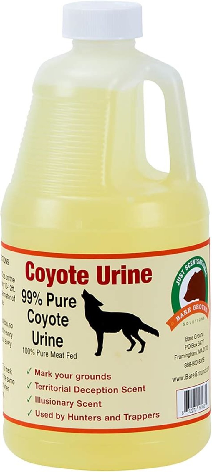 How is coyote urine collected