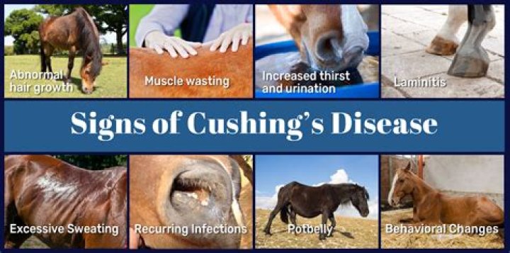How is Cushings disease treated in horses