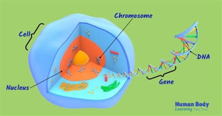 How is DNA organized in a human cell