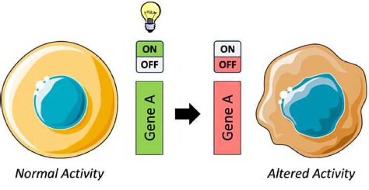 How is gene expression altered