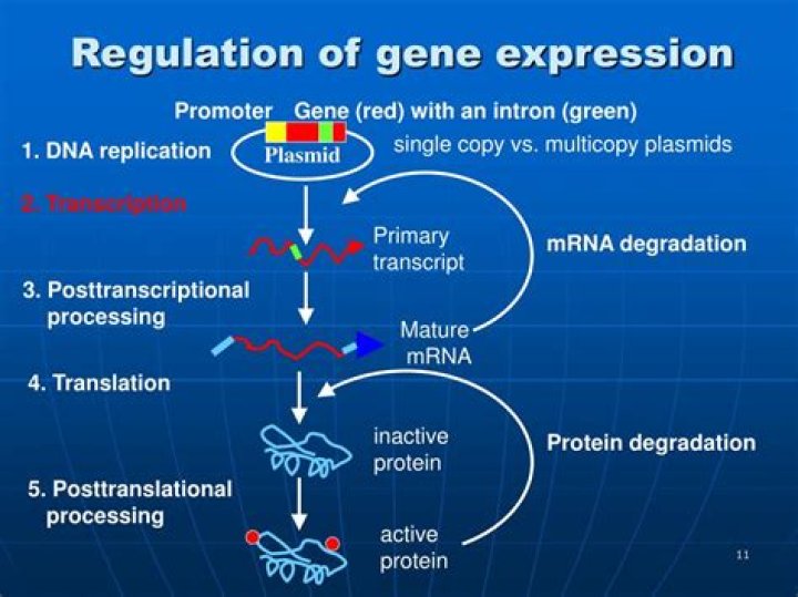 How is gene expression is regulated