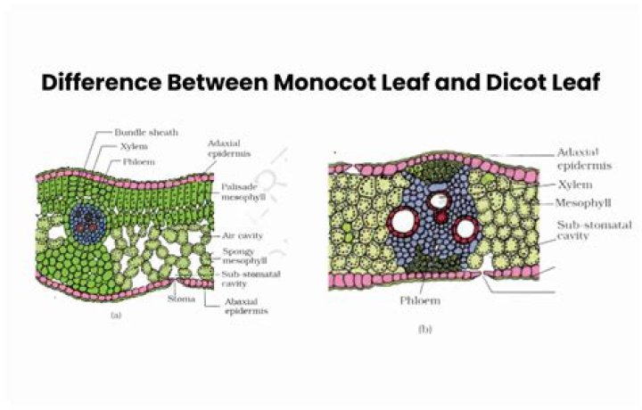 How is germination different in monocots and eudicots