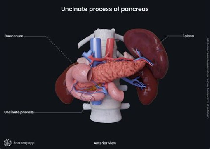 How is histology used to identify the pancreas