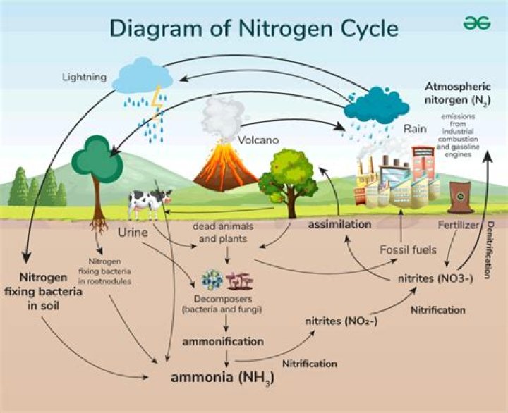 How is nitrogen cycled through the biosphere