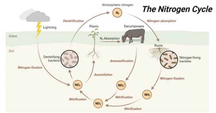 How is nitrogen used in biology