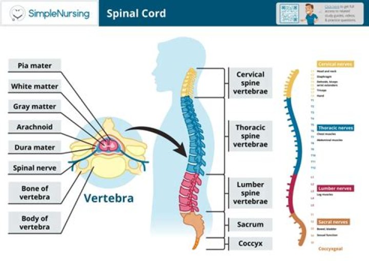 How is the spinal cord divided and how many vertebrae