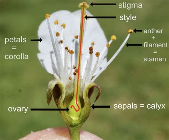 How is the stigma adapted to capture and hold pollen