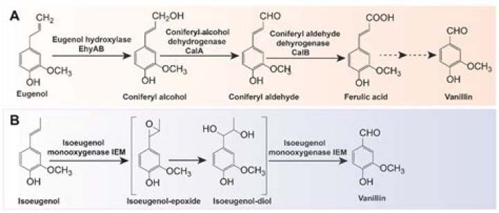 How is vanillin obtained