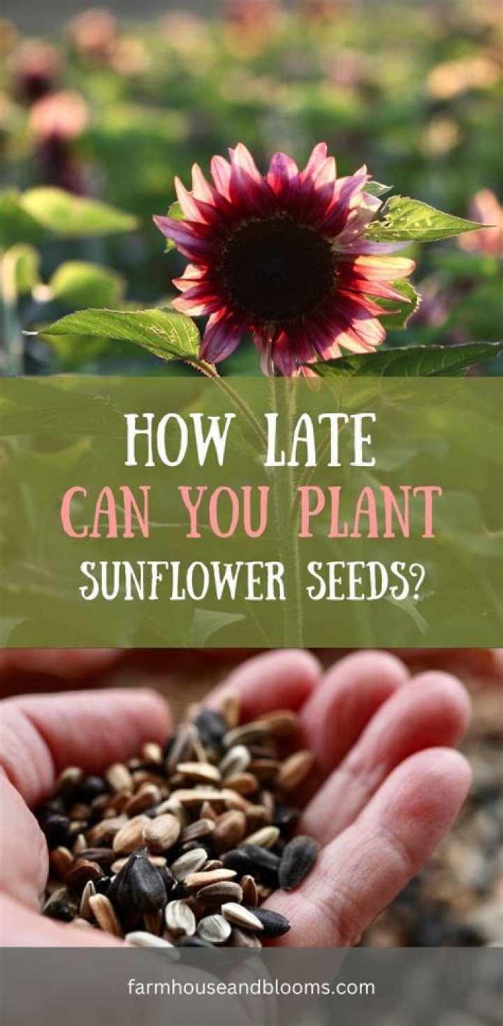 How late can you plant sunflower seeds