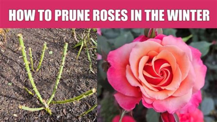How late in the year can you prune roses