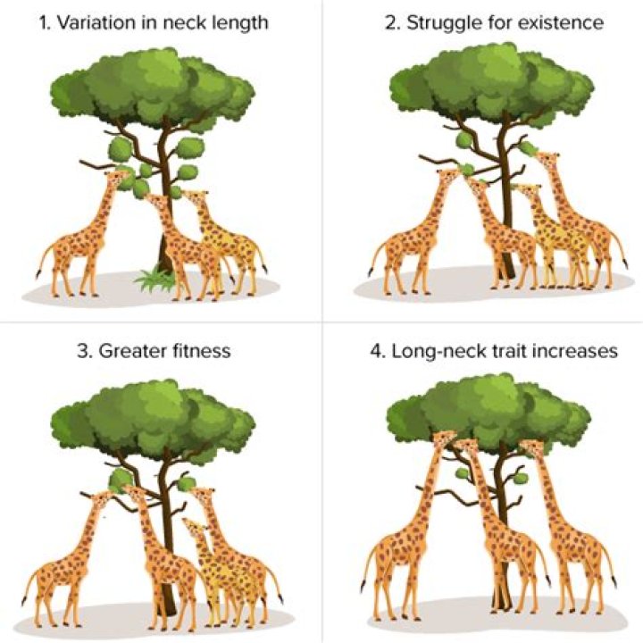 How long ago did giraffes have short necks