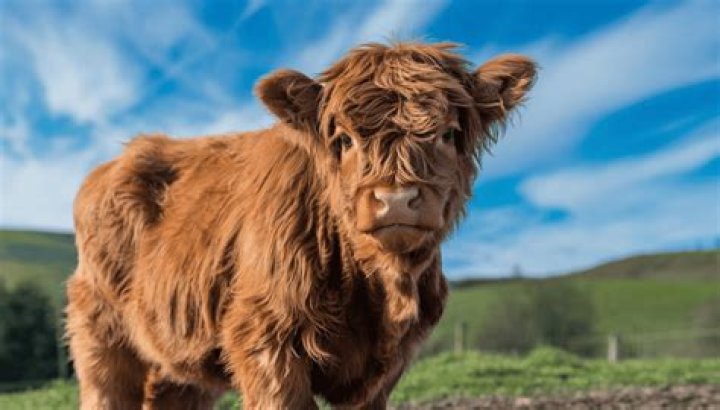 How long can a cow be down and still get up