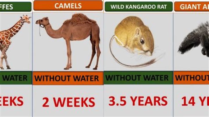 How long can rats live without water and food